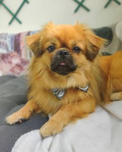 Unless the owner wants to run around the area after his little princess, it’s best to keep ...
