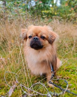 Training, discipline and socialization are a must for the Tibetan Spaniel. If everything is done ...