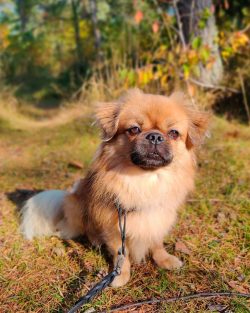 The Tibetan Spaniel understands the new command after 25-40, and performs it 50% of the time.
 