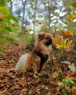 They are quite smart and stubborn, they love people and without company they easily get bored. I ...