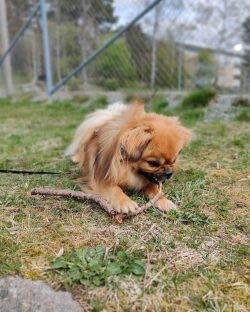 Agile and quick-witted, they can climb where not every dog ​​can. 