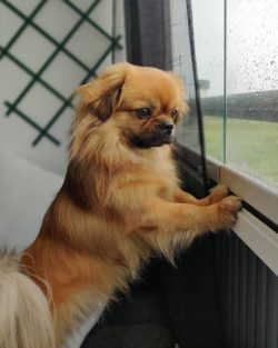 Small, with small legs, they are able to open doors, cupboards in search of food and entertainment.