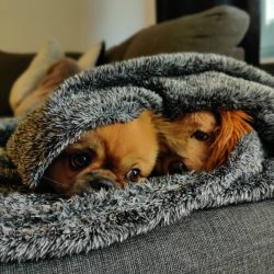 There is no particular smell from them, so you often don’t need to bathe your dog.
