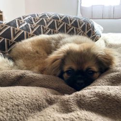 Tibetan spaniel is wary of strangers, but adores family members, into which he falls from birth.