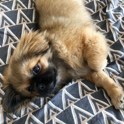 Perhaps it is difficult to find another breed where any color would be acceptable. These include ...