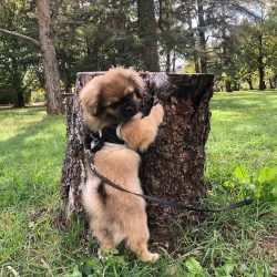 The rich coat is the main attraction for this breed. It is longer on the neck.
 