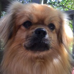 Although you want to constantly kiss and hug this adorable dog, it will not hurt to be strict in ...