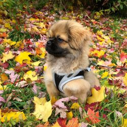 The advantage of the Tibetan Spaniel is a silky, pleasant to the touch, thick coat with a develo ...