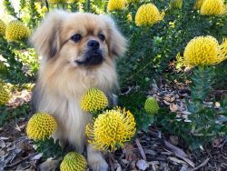 The Tibetan Spaniel breed is considered an unrivaled companion and devoted friend.
