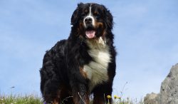 The Bernese Mountain Dog can be used in different roles – as a guard dog, as a simple comp ...