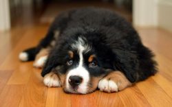 Will always defend the family, strangers are perceived normally. Other pets are fine, but cats a ...