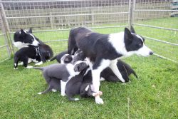 The Border Collie breed is one of the oldest in England. When man first decided to use dogs to h ...