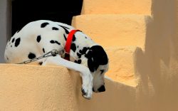 When a stranger appears who seems dangerous to them, the dogs will react immediately. 