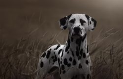The dog cannot stay in one place for a second, so the owners are required to organize leisure ac ...
