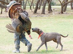 Blue Lacy very healthy dog. They have been bred for generations to meet the standards of profess ...