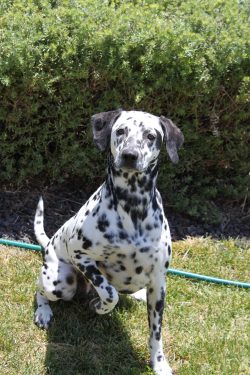 The exact origin of the Dalmatians is unknown, however, based on the traces of existing artifact ...