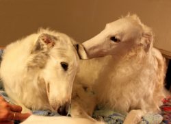 They love the comfort and will gladly share the sofa with you. They are not very active dogs, an ...