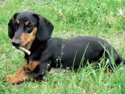 Dachshunds are loyal dogs that get along well with children. Due to their elongated body, dachsh ...