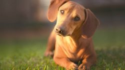 Dachshund was bred in Germany long ago for hunting badgers. No wonder the German name for the br ...