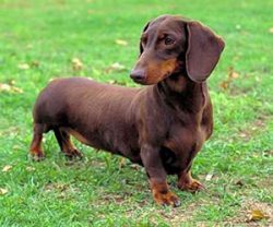 Dachshunds are still used for hunting, mainly in Europe, but in North America they are generally ...