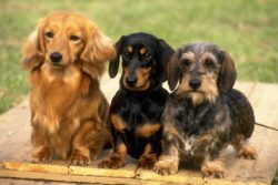 Dachshund is the most popular breed among representatives of the elite: politicians, poets, arti ...
