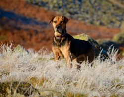 Huntway is generally easy to train, but the individuality of each individual dog should be taken ...