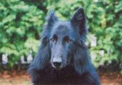 Despite the fact that the Groenendael breed has good health and good immunity, is hardy and stro ...