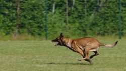 It is important to ensure that the Malinois is not injured. This dog is very active, during jogg ...