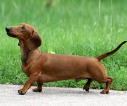 Dachshund is a wayward and stubborn animal. Add to this the habit of relaxing in the owner’ ...