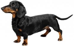 Some dachshund lovers claim that each of the varieties has its own character. So, according to t ...