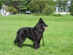 The Groenendael breed has a huge supply of energy and vitality, loves walks, an active lifestyle ...