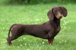 Dachshund is an incredibly sweet and soulful dog, although it has some stubbornness in its chara ...