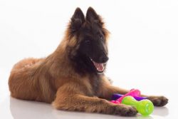 The Tervuren breed needs proper education, which is necessary not only to acquire skills and mem ...