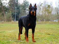Beauceron has a muscular neck, smoothly turning into the shoulder blades, a high deep chest, pro ...