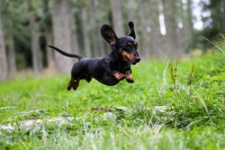 An amazing animal capable of independent decision-making. She is very intelligent and devoted to ...