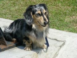 From the beginning of birth, it is customary to feed the dachshund 4 times a day, after which th ...