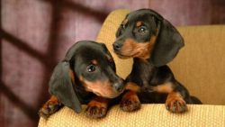 It is imperative to teach the animal that the neighbors’ dogs and cats should be taken fri ...