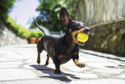 It is important to stop exercising as soon as the dog loses interest in it. The dachshund should ...