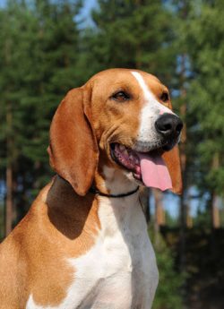 Norwegian breed of hounds, combining high performance and good character. Good health and a hard ...