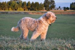 Bergamasco is an ancient breed of dog, the history of which is known very little. Experts believ ...