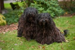 Like other shepherds, the Bergamskaya is very trainable. Of course, sometimes the pet will still ...