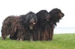Bergama Shepherd Dogs are born helpers, and they perceive the family as a flock that needs to be ...