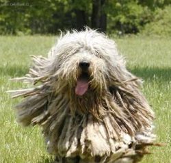 Bergamasco treats animals peacefully and never goes into open conflict. But the dog can stand up ...
