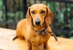 The color of the dachshund, as already mentioned, is very diverse. Solid red is probably the mos ...