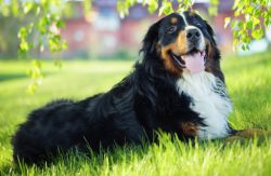 The Bernese Mountain Dog breed needs activity, training, and, in general, physical activity, sin ...
