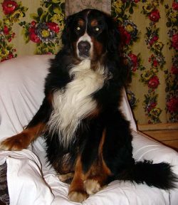 The Bernese Mountain Dog loves a variety of training and even has an inner need for them. Usuall ...