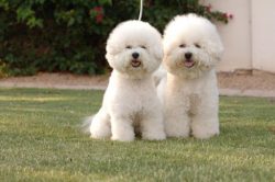 Bichon is prone to allergies, not all food is suitable for him. They have smudges under the eyes ...