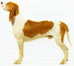 This breed has inherited from its ancestor’s high growth, speed, strength, color, and grea ...