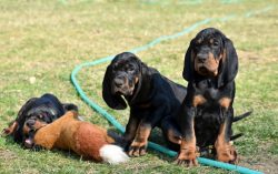 The black and tan Coonhound is a strong, large, and hardworking dog. Dogs of this breed are dist ...