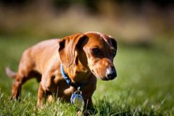 Although, the dachshunds that took part in the hunt for wild boar usually weighed about 10 kg, b ...